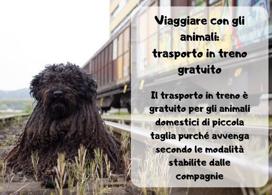 Animali Treno.jpg